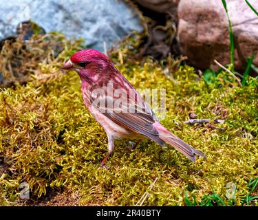 Purple Finch, Nahaufnahme des Mannes, auf dem Boden stehend, mit Moos in seiner Umgebung Finch Picture. Stockfoto