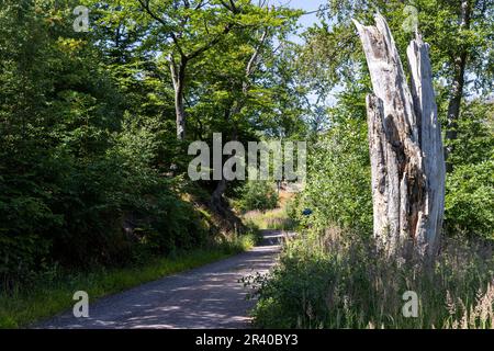 Eindrücke aus Ilsenburg Harz und Umgebung Stockfoto