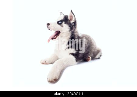 Süßes, verspieltes, kleines serbisches Hutchen mit blauen Augen auf isoliertem Weiß Stockfoto