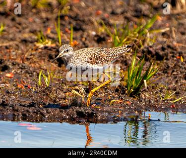 Nahaufnahme von Common Sandpiper, Seitenansicht, Futtersuche nach Lebensmitteln in einem Sumpfgebiet und Lebensraum mit einem unscharfen Hintergrund. Sandpiper-Bild. Stockfoto