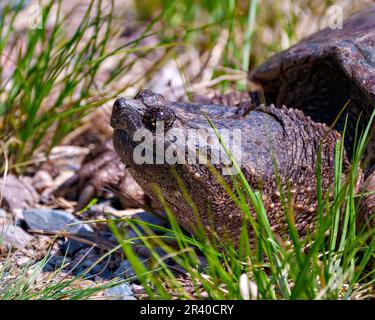 Schnappschuss Schildkröte aus nächster Nähe aus dem Wasser und auf der Suche nach einem geeigneten Nestplatz in seiner Umgebung und seinem Lebensraum. Schildkrötenbild. Stockfoto