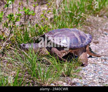 Schnappschuss aus nächster Nähe aus dem Wasser und auf der Suche nach einem geeigneten Nestplatz in seiner Umgebung und Umgebung. Schildkrötenbild. Stockfoto