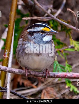 White-Throat Sparrow aus nächster Nähe, hoch oben auf einem Zweig mit Waldhintergrund in seiner Umgebung und Umgebung. Spatz-Porträt. Stockfoto