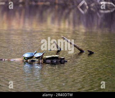 Ein Paar bemalter Schildkröten ruht auf einem Baumstamm im Teich und zeigt seine Schildkrötenschale, seinen Kopf, seine Pfoten in ihrer Umgebung und ihrem Lebensraum. Schildkrötenbild. Porträt. Stockfoto