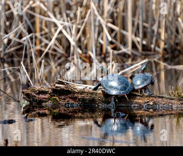 Bemalte Schildkröten, die auf einem Baumstamm im Teich ruhen und ihre Schildkrötenschale, ihren Kopf, ihre Pfoten in ihrer Umgebung und ihren Lebensraum zeigen. Schildkrötenbild. Stockfoto