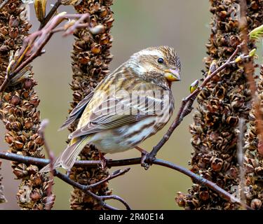 Purple Finch weibliche Nahaufnahme von hinten auf einem Ast mit getrockneten Mulleinstielen in seiner Umgebung und seinem Lebensraum. Finch Picture. Stockfoto