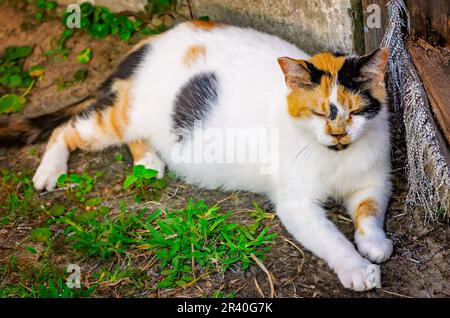 Suzie Q, eine wilde Kalico-Katze, ruht während der Schwangerschaft, 22. Mai 2023, in CODEN, Alabama. Stockfoto