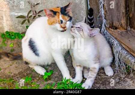 Suzie Q, eine trächtige Wildkatze, interagiert mit einem Kätzchen aus einem früheren Wurf, 22. Mai 2023, in CODEN, Alabama. Stockfoto