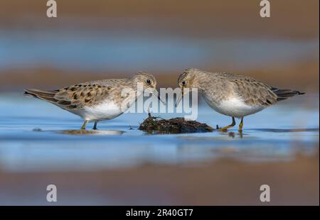 Ernster Konflikt zwischen dem Paar Temmincks Stint (Calidris temminckii) an der Schlammküste in der Frühjahrszucht Stockfoto