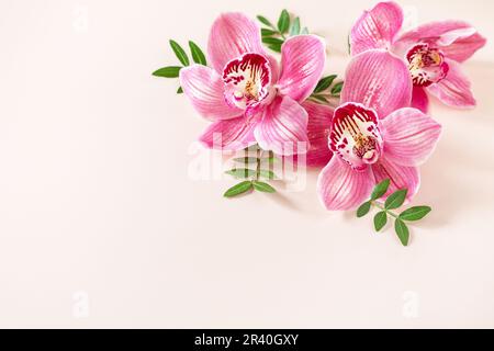 Blumenhintergrund mit Orchideen, minimales Konzept. Tropische Phalaenopsis Orchideen auf einem hellen pastellfarbenen Hintergrund. Blumen arrangieren Stockfoto