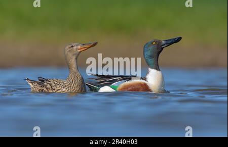 Ein Paar männliche und weibliche Nordschaufeln (Spatula clypeata) schwimmen synchron mit angehobenen Köpfen über einen Wasserteich in der Frühjahrsbrüterperiode Stockfoto