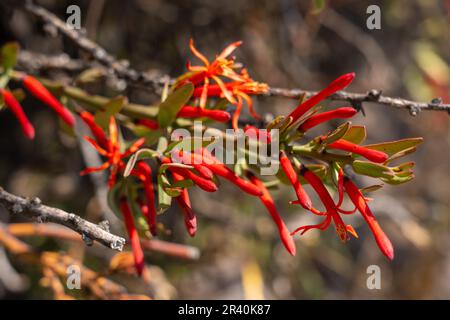 Liga, Ligaria cuneifolia, ist ein hemiparasitischer Epiphyt mit roten Blüten, die vor allem in der Wüste oder im trockenen Strauchland zu finden sind. Argentinien. Stockfoto