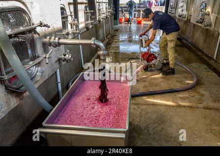 Der Wein wird abgetropft und zurück in das Weinfass gepumpt, um in der Weinkellerei Los Cuadros, Gualtallary, Tupungato, Mendoza, Argentinien zirkulieren zu können. Stockfoto