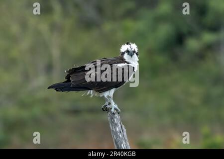 Ein Fischadler, Pandion haliaetus, hoch oben auf einem Baumstumpf auf South Padre Island, Texas. Stockfoto