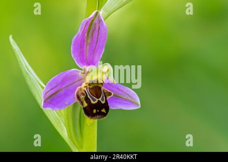 Bienenorchidee (Ophrys apifera / Orchis apifera) in Blüte im Frühling Stockfoto