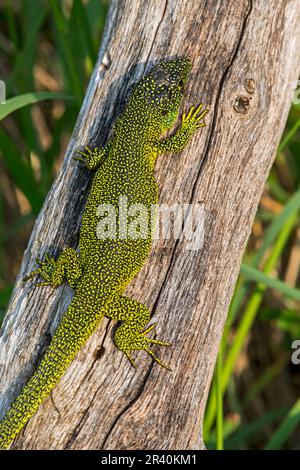 Westliche grüne Eidechse (Lacerta bilineata/Lacerta viridis), die sich auf dem Baumstamm sonnt Stockfoto