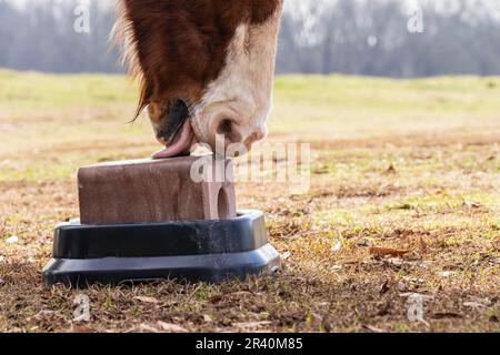 Ein Pferd leckt und beißt Einen Salzblock auf einer Weide in einer lokalen Scheune Stockfoto