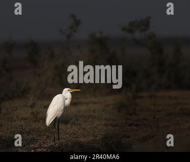 Ein Egret, der in einem nassen Land ruht Stockfoto