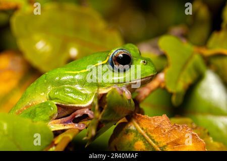 Boophis occidentalis, Andringitra National Park, Madagaskar Wildtiere Stockfoto