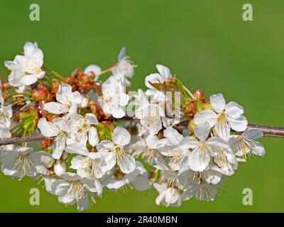 Blühender Kirschbaum, Prunus avium, im Frühjahr Stockfoto