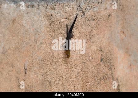 Gelbkopf-Gecko (Gonatodes albogularis) an einer Wand in Panama Stockfoto