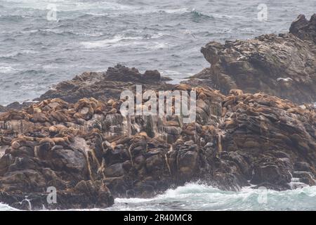 Seelöwen an der felsigen Küste Stockfoto