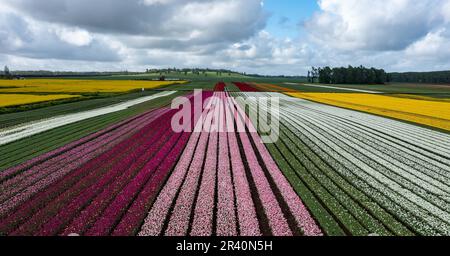 Luftaufnahmen von blühenden Tulpenfeldern in Chile bei Osorno Stockfoto