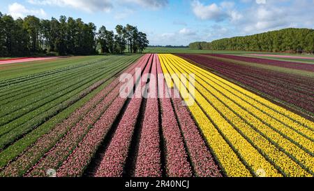 Luftaufnahmen von blühenden Tulpenfeldern in Chile bei Osorno Stockfoto