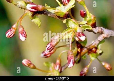 Wilde Kirsche (prunus avium), Nahaufnahme einer Gruppe von Blütenknospen, die im Frühling aus dem Zweig eines Baumes wuchsen. Stockfoto