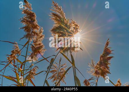 Schilf an hellen, sonnigen Tagen in einem gelben Schilffeld scheint die Sonne durch das Schilf in den Rahmen, strahlende Lichtstrahlen, konzentrieren Sie sich auf das Schilf im ce Stockfoto