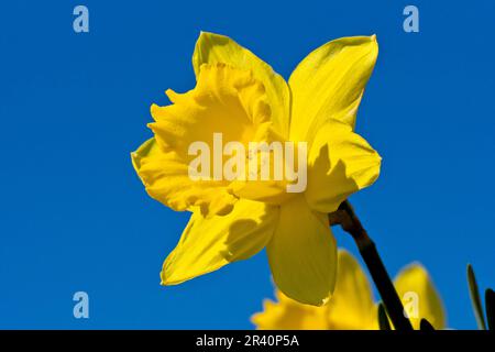 Narzissen (Narzisse), Nahaufnahme von einem niedrigen Blickwinkel auf eine einzige leuchtend gelbe Blume vor einem klaren blauen Quellhimmel. Stockfoto