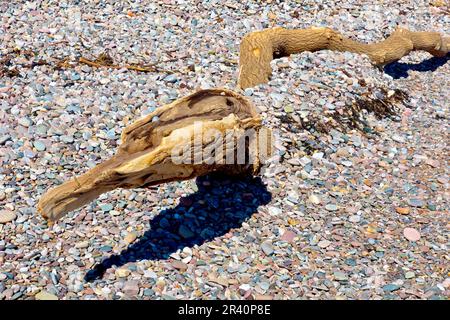 Nahaufnahme eines großen Stamms oder Baumes, der als Treibholz angespült und halb auf einem Kieselstrand begraben wurde. Stockfoto