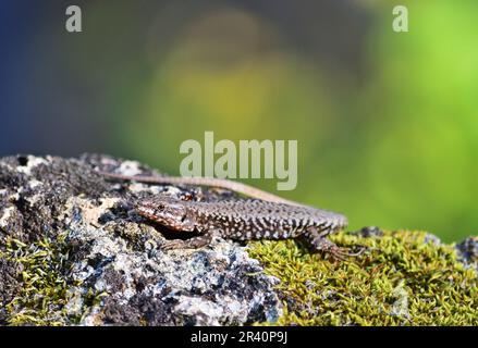 Podarcis muralis (Gemeine Wandechse) in den Zemplen-Bergen, Ungarn Stockfoto