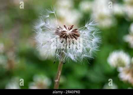 Löwenzahn im wind Stockfoto