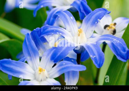 Frühlingsquietschen oder Glory of the Snow (scilla verna, scilla luciliae, Chionodoxa), Nahaufnahme der blauen Blumen der Pflanze, die oft als Fluchtort gefunden werden. Stockfoto