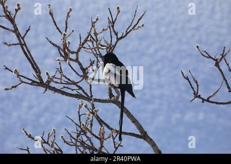 Elster der Familie Corvidae Stockfoto