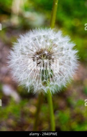 Nahaufnahme von einem Löwenzahn Stockfoto