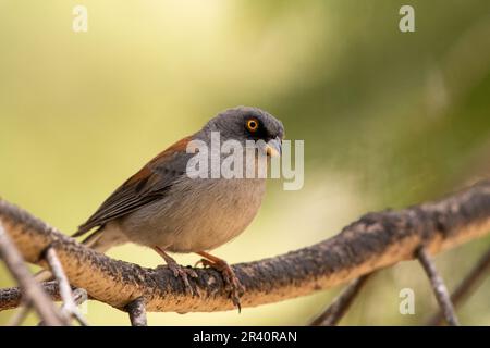 Der gelbäugige junco sitzt auf einem Stock Stockfoto