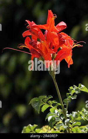 Kap-GeiÃŸblatt (Tecomaria capensis) Stockfoto