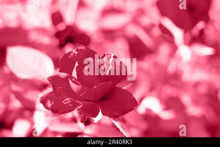 Rote Rosen im Garten der roten Rosen. Naturhintergrund. Trendige Farbe des Jahres 2023 - Viva Magenta. Stockfoto