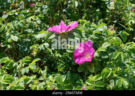 Rosa rugosa, wilde, invasive Rose am Meer. Stockfoto