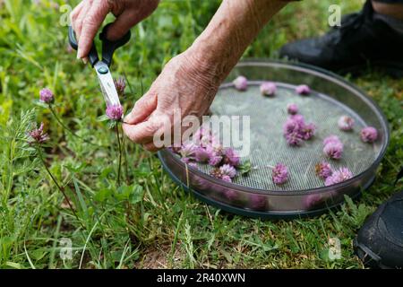 Frau, die Rotklee (Trifolium pratense) sammelt, blüht in einem Garten, um eine Hautpflegelotion herzustellen. Stockfoto