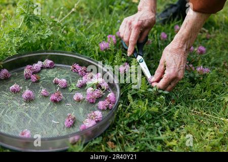 Frau, die Rotklee (Trifolium pratense) sammelt, blüht in einem Garten, um eine Hautpflegelotion herzustellen. Stockfoto