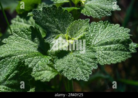 Horehound marrubium vulgare Heilpflanze wächst im Garten Wasser Tropfen Regen Sonnenlicht Nahaufnahme Makro. Stockfoto