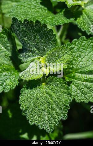 Horehound marrubium vulgare Heilpflanze wächst im Garten Wasser Tropfen Regen Sonnenlicht Nahaufnahme Makro. Stockfoto