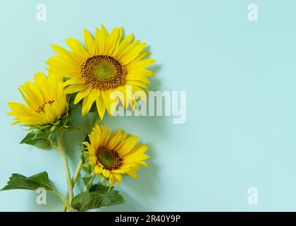 Sonnenblumen auf pastellgrünem Hintergrund. Sommerurlaub, Urlaubskonzept. Flach liegend, Draufsicht, Kopierbereich. Stockfoto