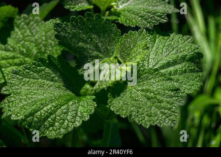 Horehound marrubium vulgare Heilpflanze wächst im Garten Wasser Tropfen Regen Sonnenlicht Nahaufnahme Makro. Stockfoto