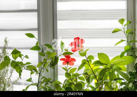 Verschiedene Heimpflanzen: hibiskus, Avocado-Baum und Orangenbaum, Konzept des Öko-Hausgartens. Zimmerpflanzen in einem modernen Interieur. Stockfoto