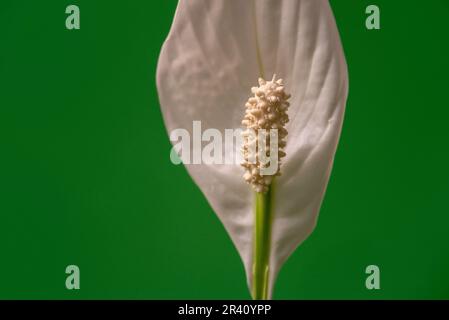 Weißer Blütenspathiphyllum Grünhintergrund isolierte Peace Lily Hauspflanze Macro pistil Stockfoto
