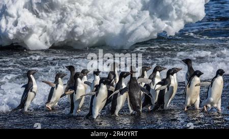 Adelie-Pinguine kommen an Land in Rookery, Cape Adare, Antarktis Stockfoto